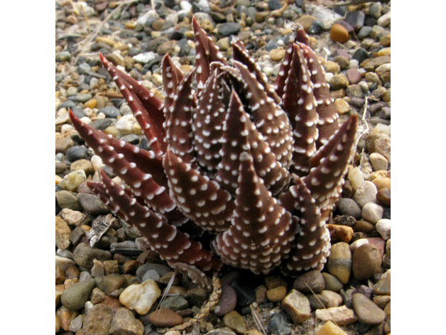 718c64db364a36b690a522b5076ec9d9_preview_featured